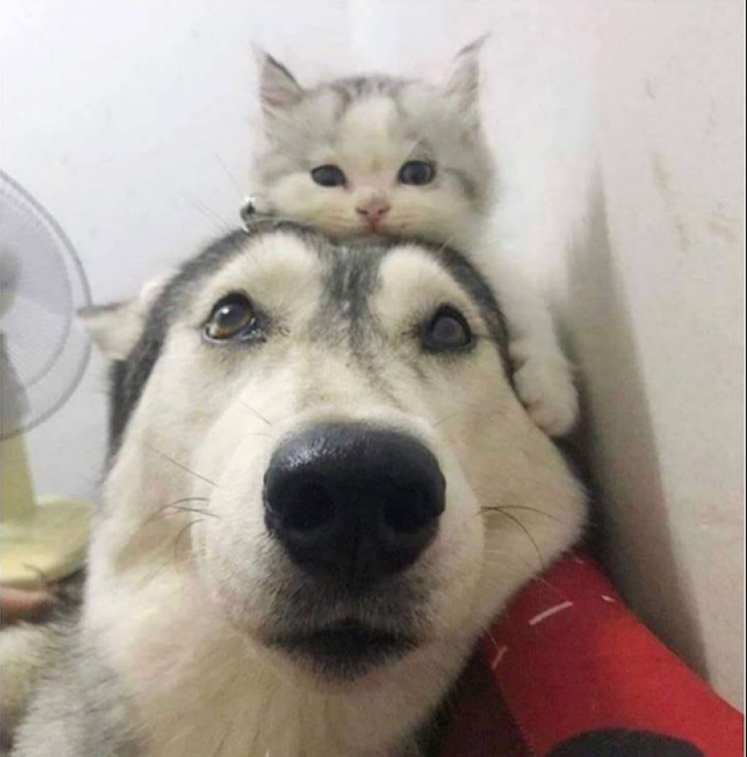 20 most Mimino and funny photos to set the mood