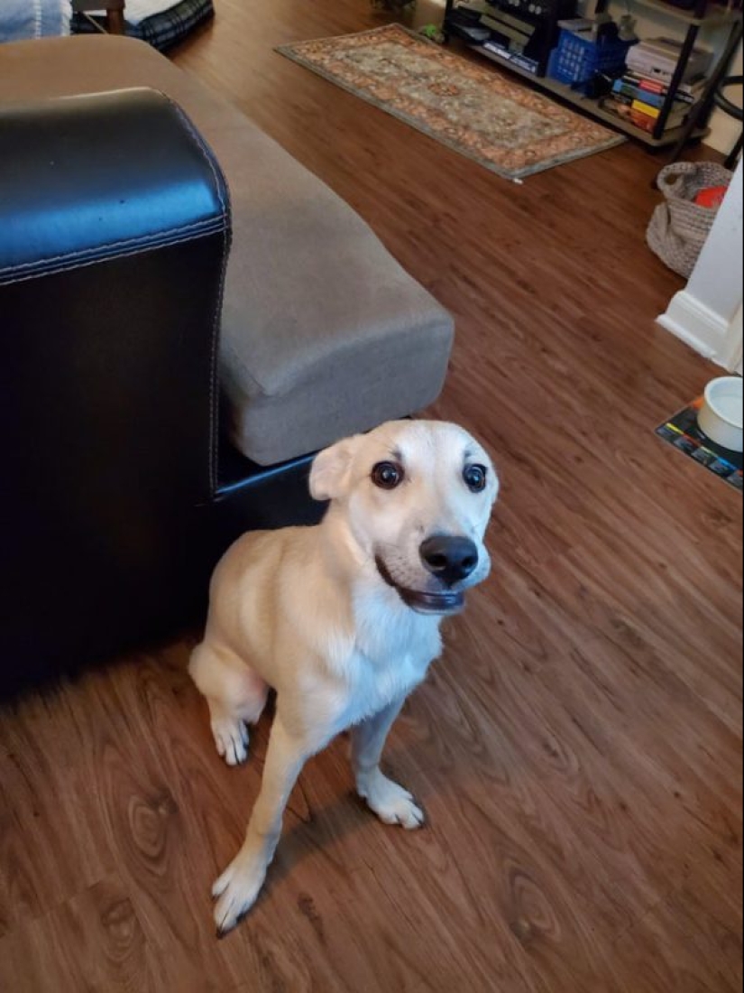 20 most Mimino and funny photos to set the mood