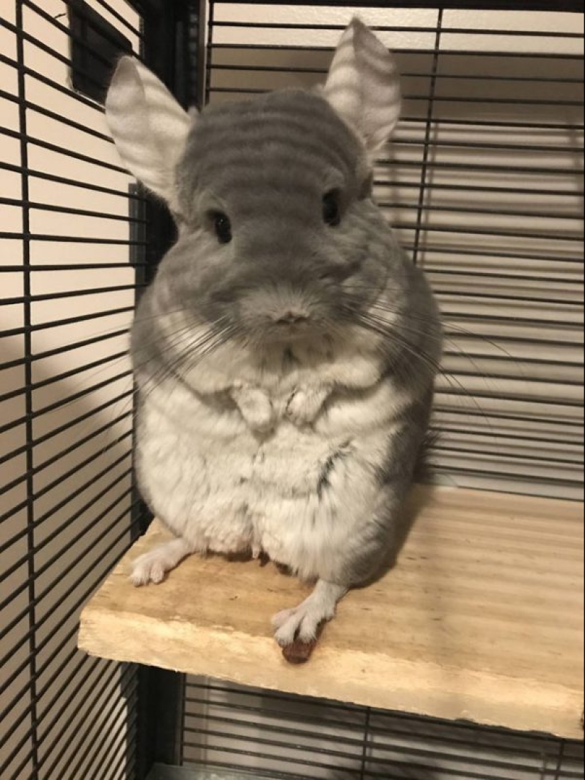 20 most Mimino and funny photos to set the mood