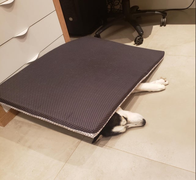 20 most Mimino and funny photos to set the mood