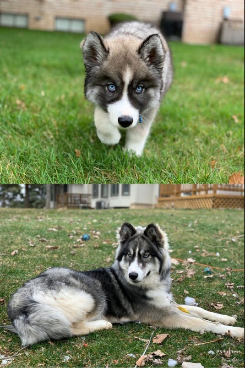 20 most Mimino and funny photos to set the mood