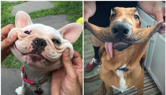 20+ of dogs with the cutest cheeks that are impossible not to cuddle 20+ of dogs with the cutest cheeks that are impossible not to cuddle