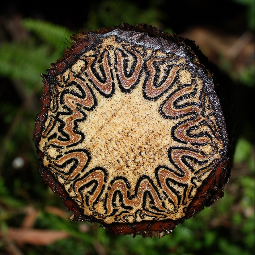 20 outwardly inconspicuous things that turned out to be surprisingly beautiful on the inside