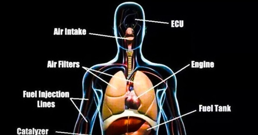 20 partes del cuerpo humano que son un ejemplo de mal diseño
