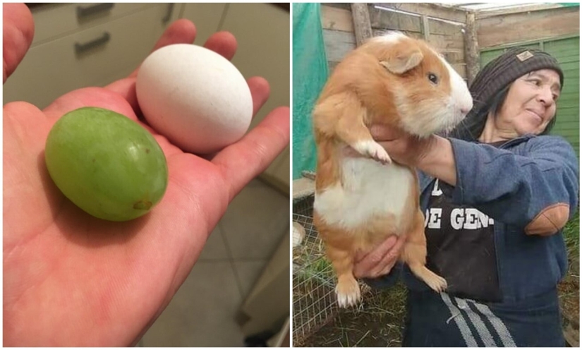 20 people and things whose true dimensions are known by comparison