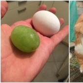 20 people and things whose true dimensions are known by comparison