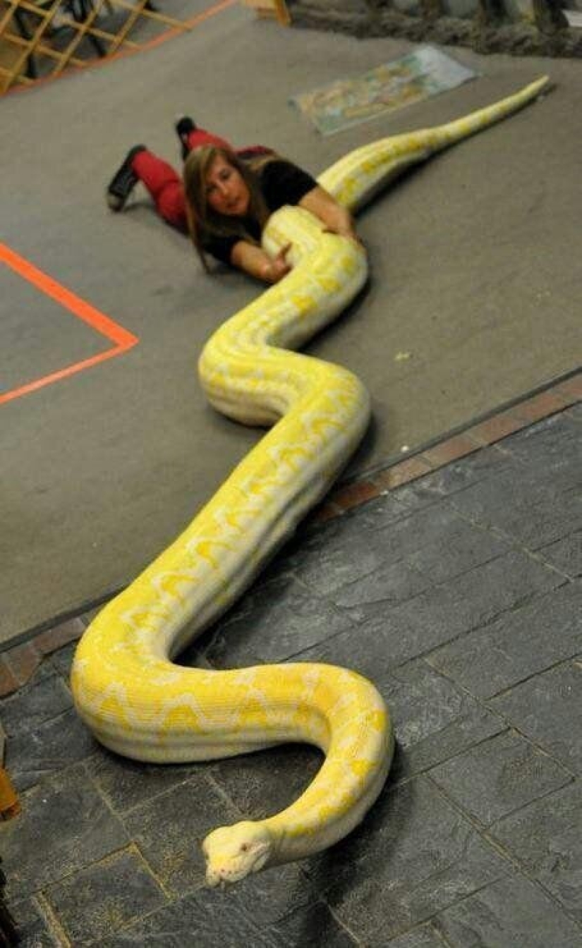 20 people who got a python, but did not calculate its size 20 people who got a python, but did not calculate its size