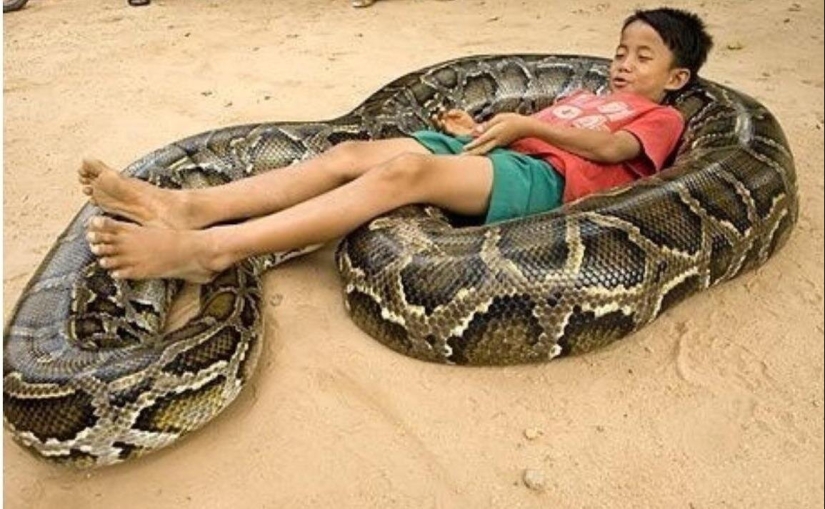 20 people who got a python, but did not calculate its size 20 people who got a python, but did not calculate its size