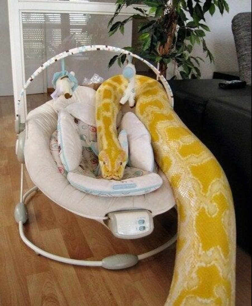 20 people who got a python, but did not calculate its size 20 people who got a python, but did not calculate its size