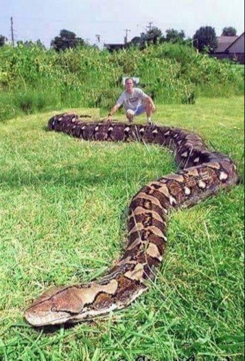 20 people who got a python, but did not calculate its size 20 people who got a python, but did not calculate its size