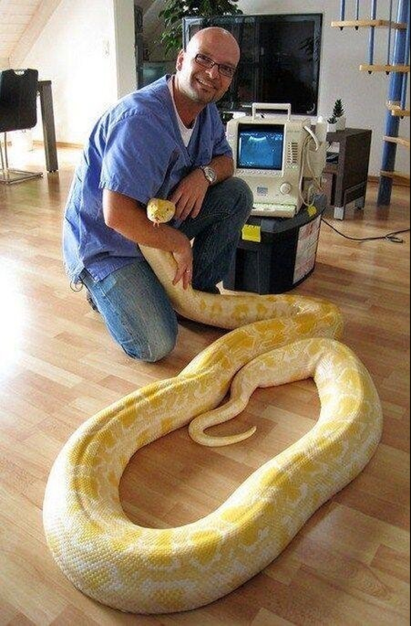 20 people who got a python, but did not calculate its size 20 people who got a python, but did not calculate its size