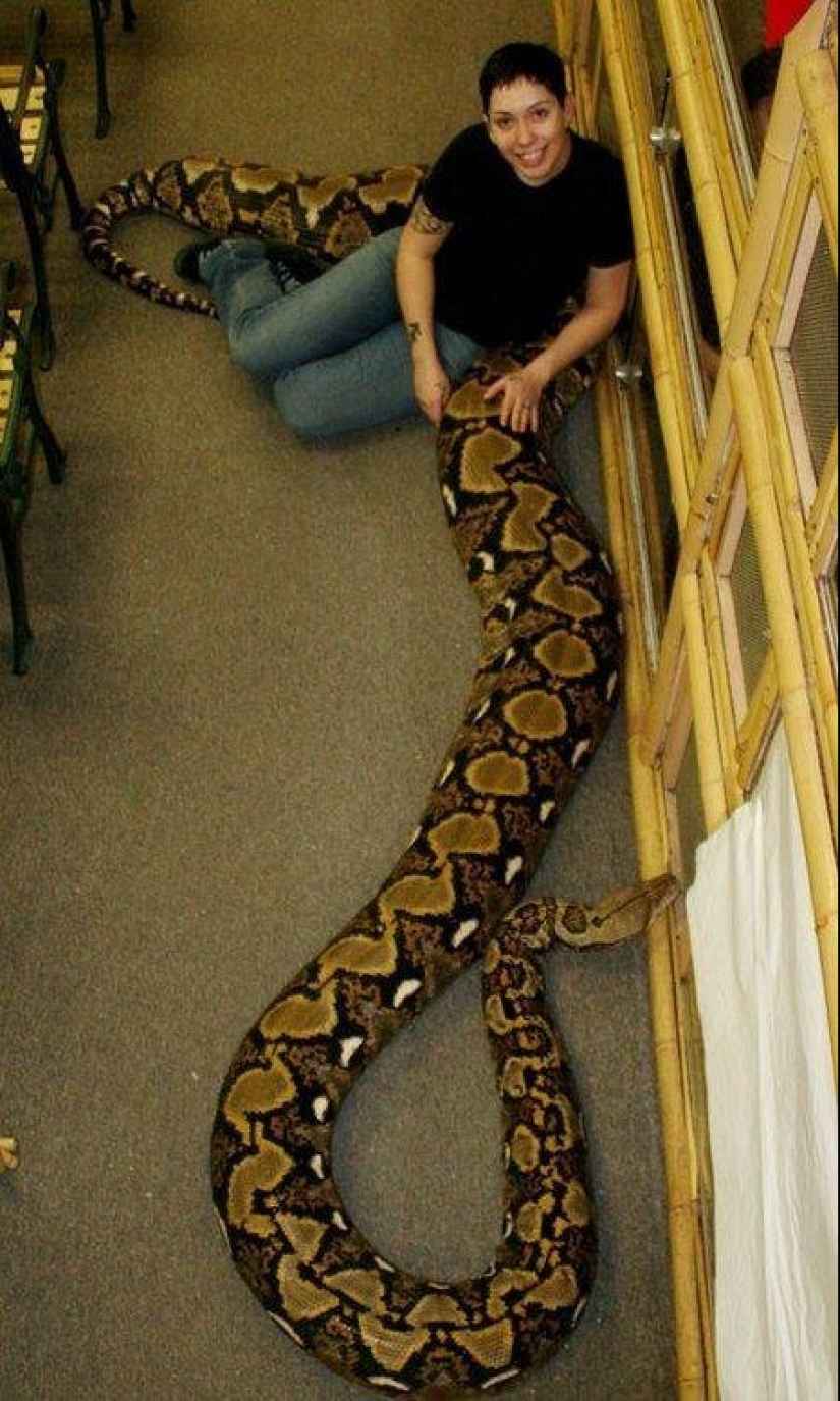 20 people who got a python, but did not calculate its size 20 people who got a python, but did not calculate its size
