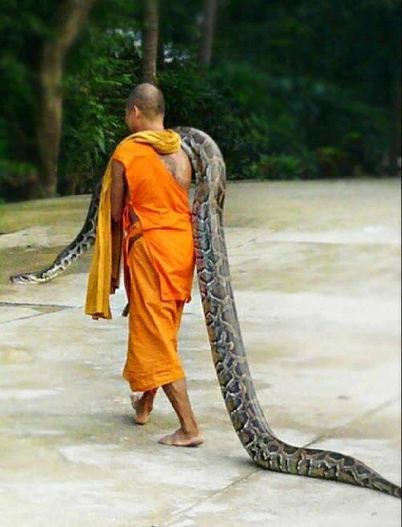 20 people who got a python, but did not calculate its size 20 people who got a python, but did not calculate its size