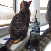 20 people whose quarantine is definitely worse than yours