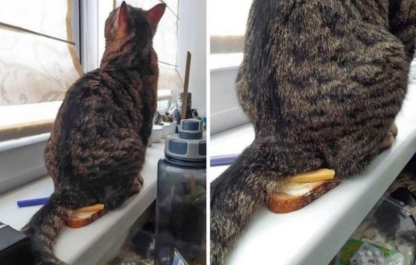 20 personas cuya cuarentena es definitivamente peor que la tuya 20 personas cuya cuarentena es definitivamente peor que la tuya