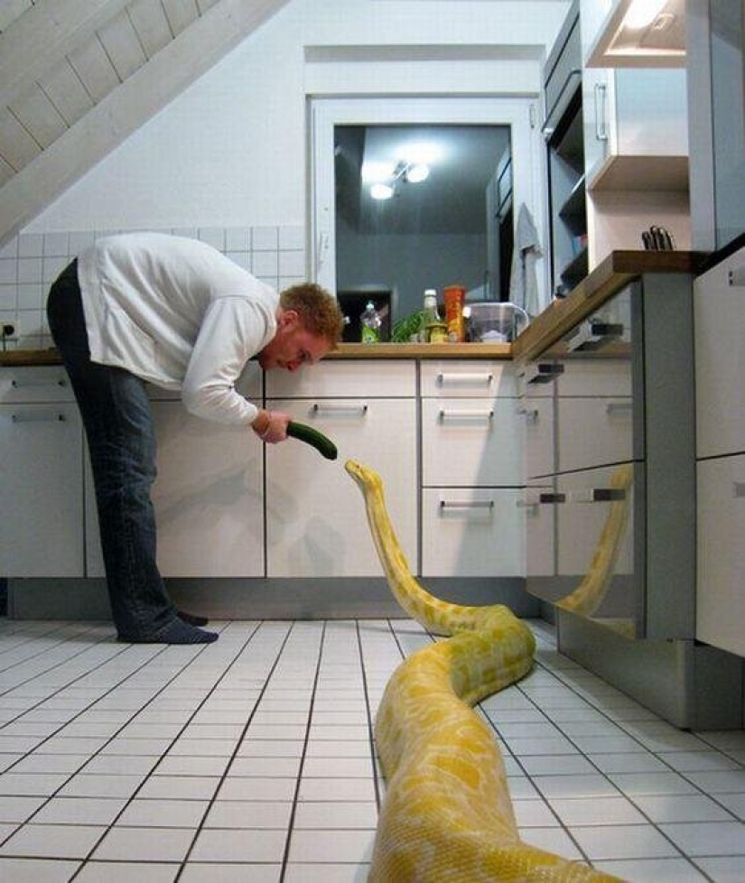 20 personas que obtuvieron una pitón, pero no calcularon su tamaño