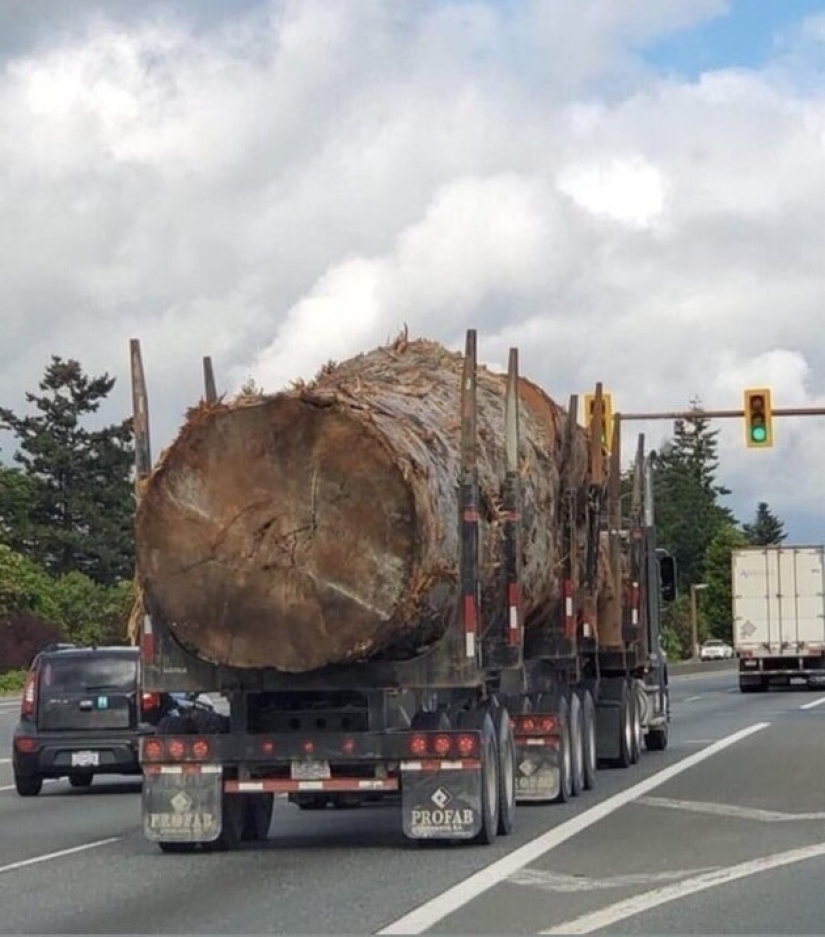 20 personas y cosas cuyas verdaderas dimensiones se conocen por comparación