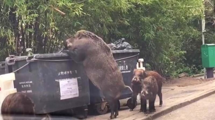 20 personas y cosas cuyas verdaderas dimensiones se conocen por comparación