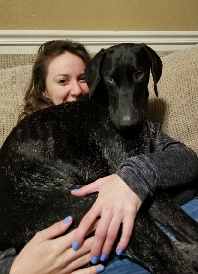 20+ Pets that shamelessly took the second halves of their owners