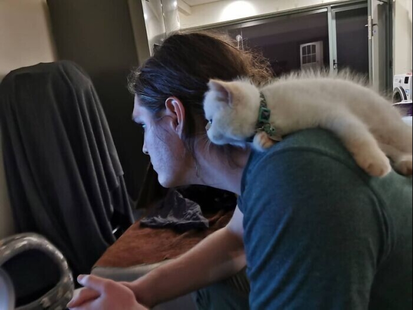 20+ Pets that shamelessly took the second halves of their owners