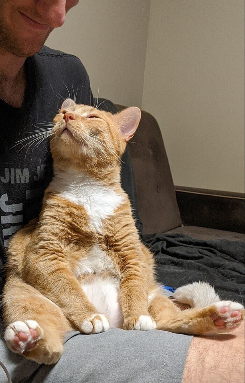 20+ Pets that shamelessly took the second halves of their owners