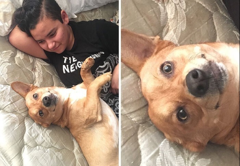 20+ Pets that shamelessly took the second halves of their owners