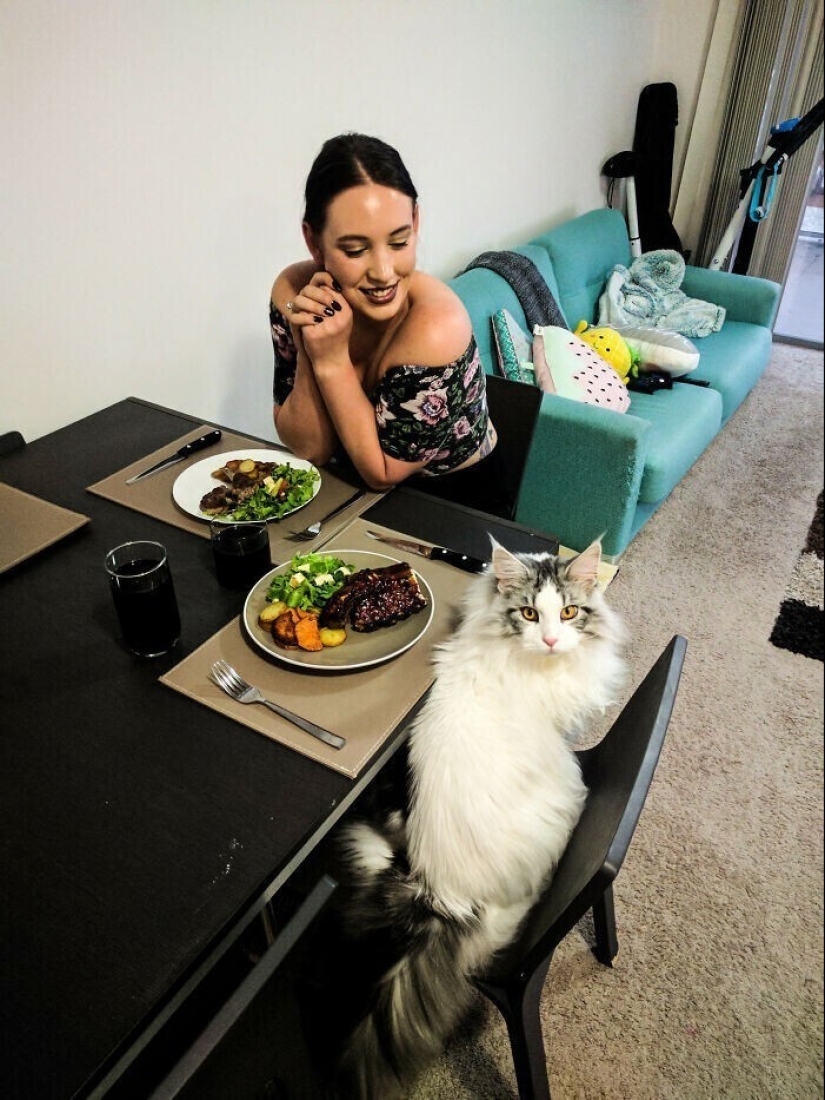 20+ Pets that shamelessly took the second halves of their owners