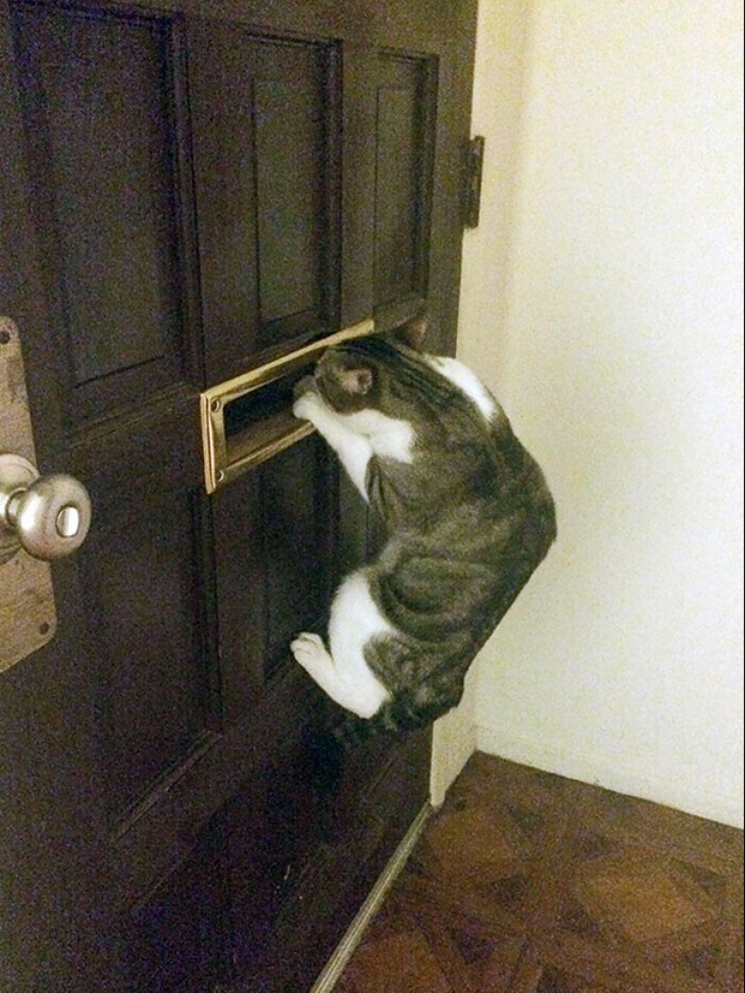 20+ Pets that shamelessly took the second halves of their owners