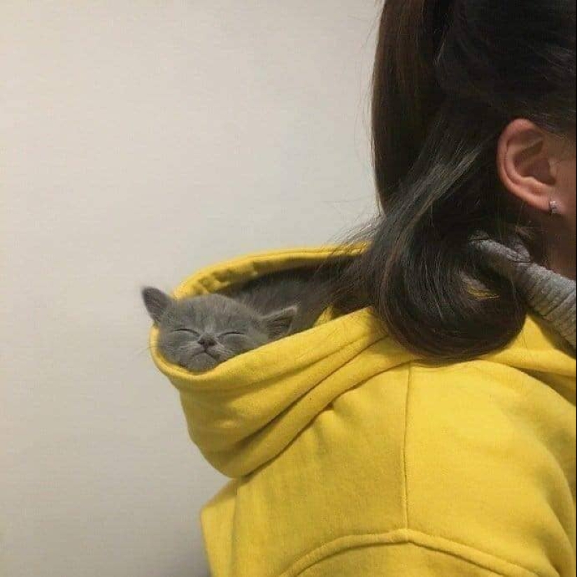 20 photos of cats doing stupid and funny things 20 photos of cats doing stupid and funny things