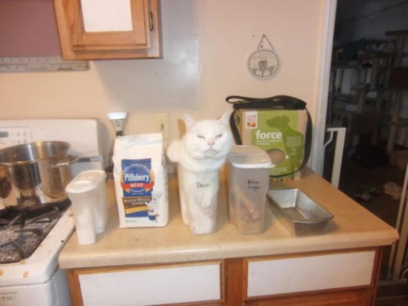 20 photos of cats doing stupid and funny things 20 photos of cats doing stupid and funny things