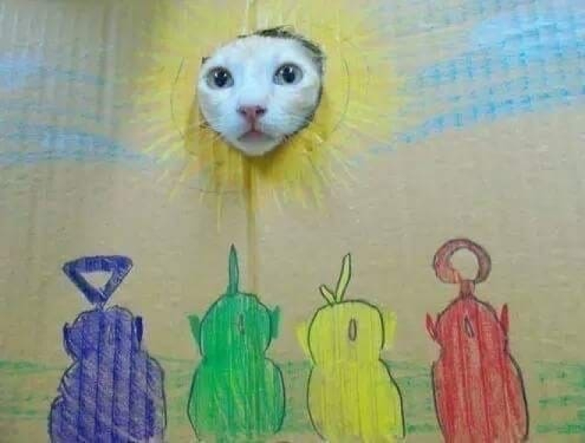 20 photos of cats doing stupid and funny things 20 photos of cats doing stupid and funny things