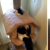 20 photos of cats doing stupid and funny things