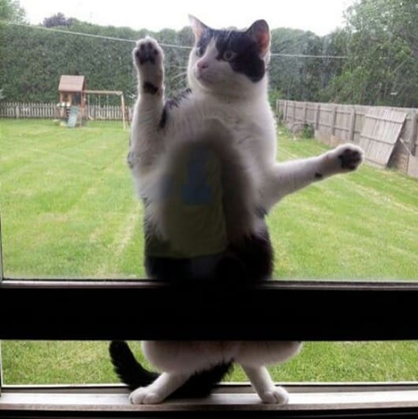 20 photos of cats doing stupid and funny things 20 photos of cats doing stupid and funny things