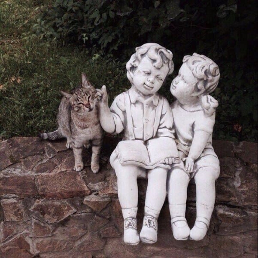 20 photos of cats doing stupid and funny things 20 photos of cats doing stupid and funny things