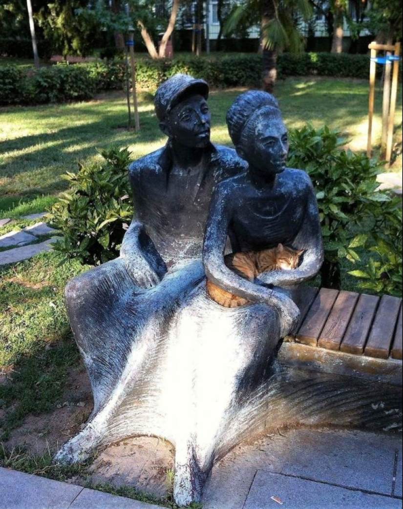 20 photos of cats doing stupid and funny things 20 photos of cats doing stupid and funny things