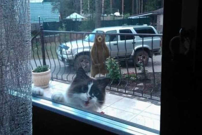 20 photos of cats doing stupid and funny things 20 photos of cats doing stupid and funny things