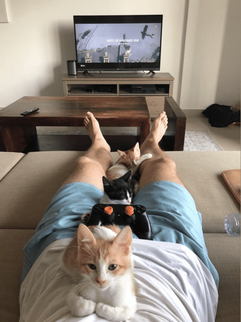 20 photos of cats doing stupid and funny things 20 photos of cats doing stupid and funny things