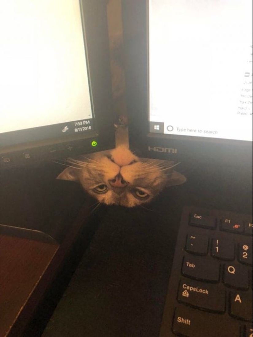 20 photos of cats doing stupid and funny things 20 photos of cats doing stupid and funny things