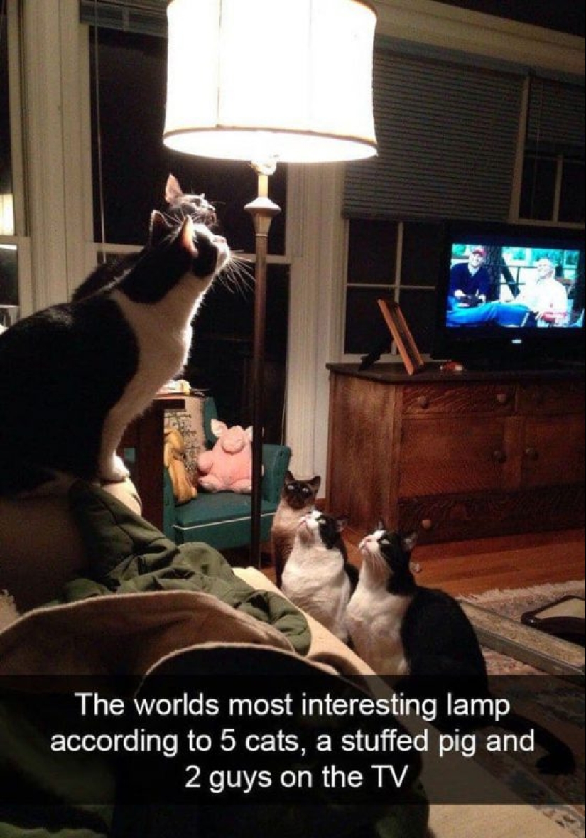 20 photos of cats doing stupid and funny things 20 photos of cats doing stupid and funny things