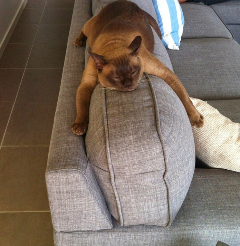 20 photos of cats who have achieved Zen