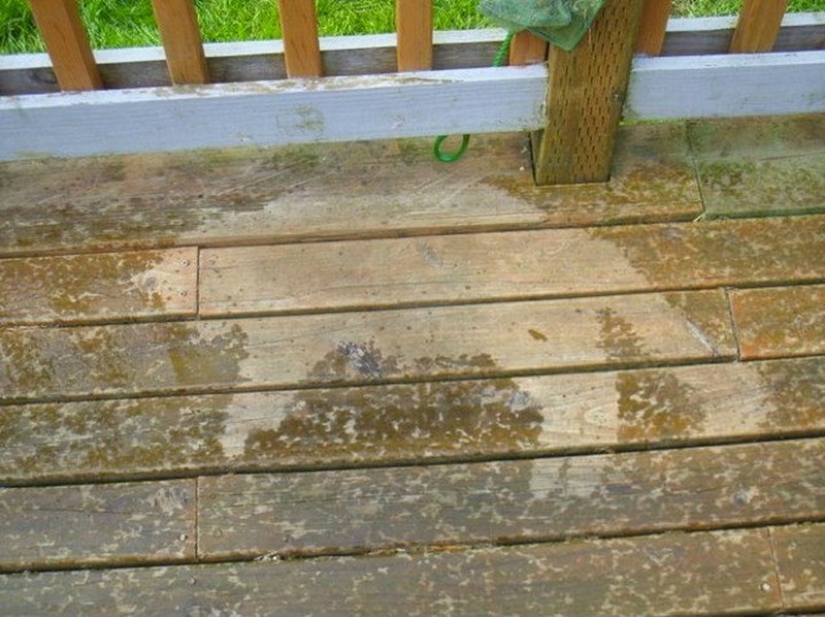 20 photos of cats who have achieved Zen