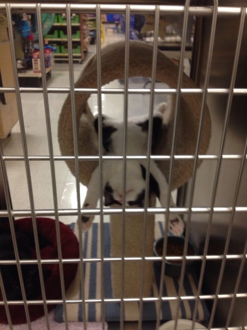 20 photos of cats who have achieved Zen