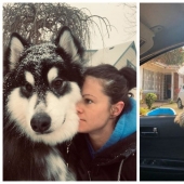 20 photos of the charming Alaskan Malamutes that will lift your spirits