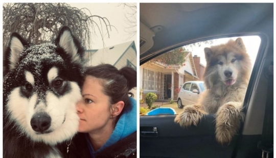 20 photos of the charming Alaskan Malamutes that will lift your spirits