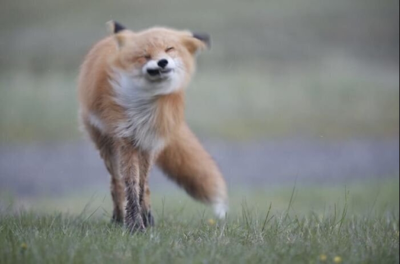 20 photos of wildlife that is so bad that even good