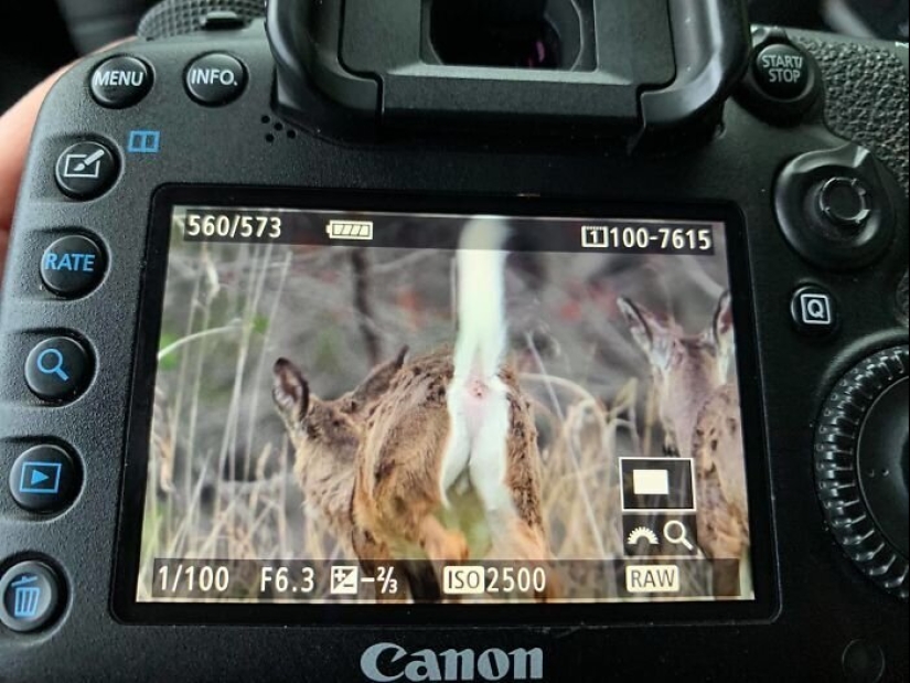 20 photos of wildlife that is so bad that even good