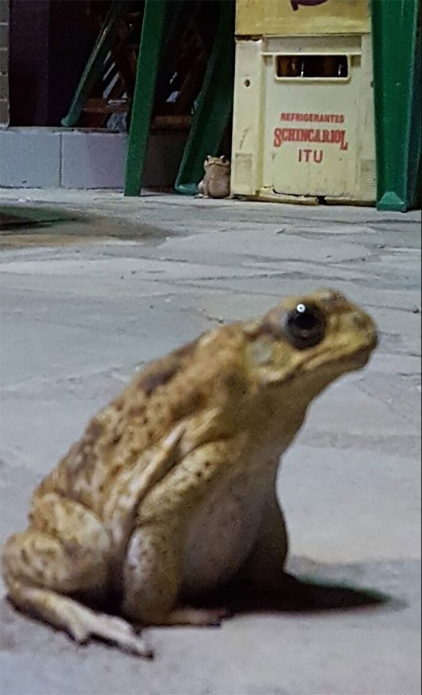 20 photos of wildlife that is so bad that even good