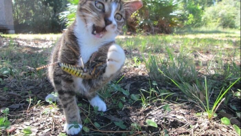 20 photos of wildlife that is so bad that even good