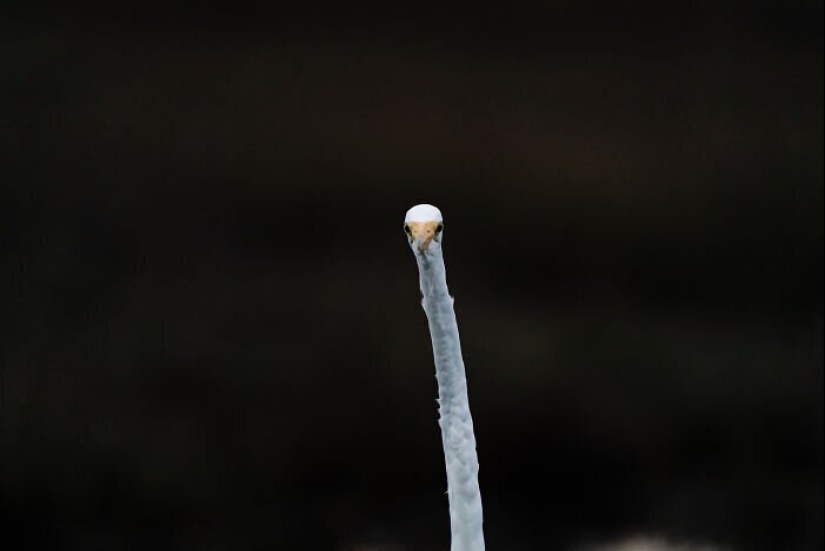 20 photos of wildlife that is so bad that even good