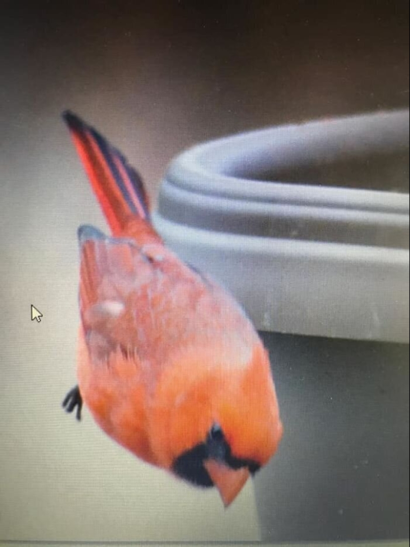 20 photos of wildlife that is so bad that even good